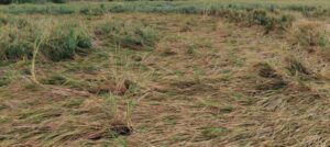 నిజామాబాద్‌ రైతన్నకు అశనిపాతం…