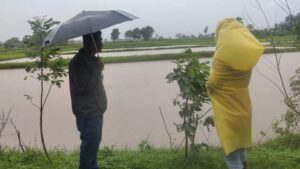 అధిక వర్షపాతం వరి, పత్తి రైతులు జాగ్రత్త వహించాలి…